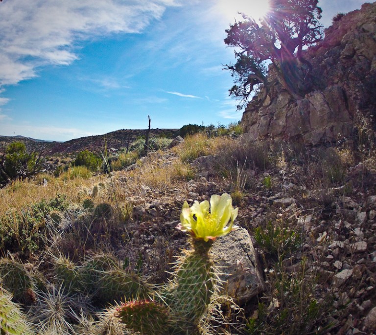 desert flower big horn canyon national recreation area gorge cactus flower landscape