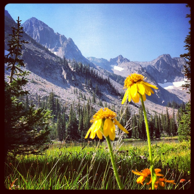 Wildflowers, Crazy Mountains, Big Timber, MT