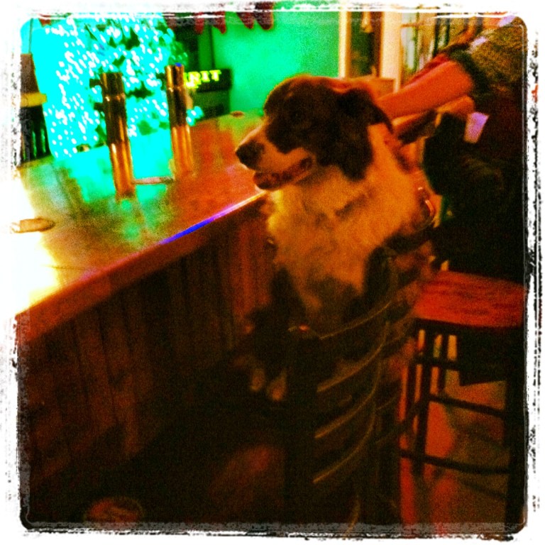 Dog at a bar in Billings, MT. They said he's a regular.